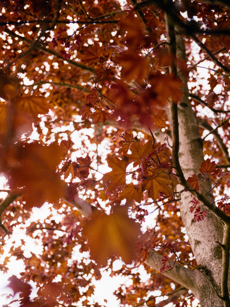 LUCKY COLOR 400 135 FILM
