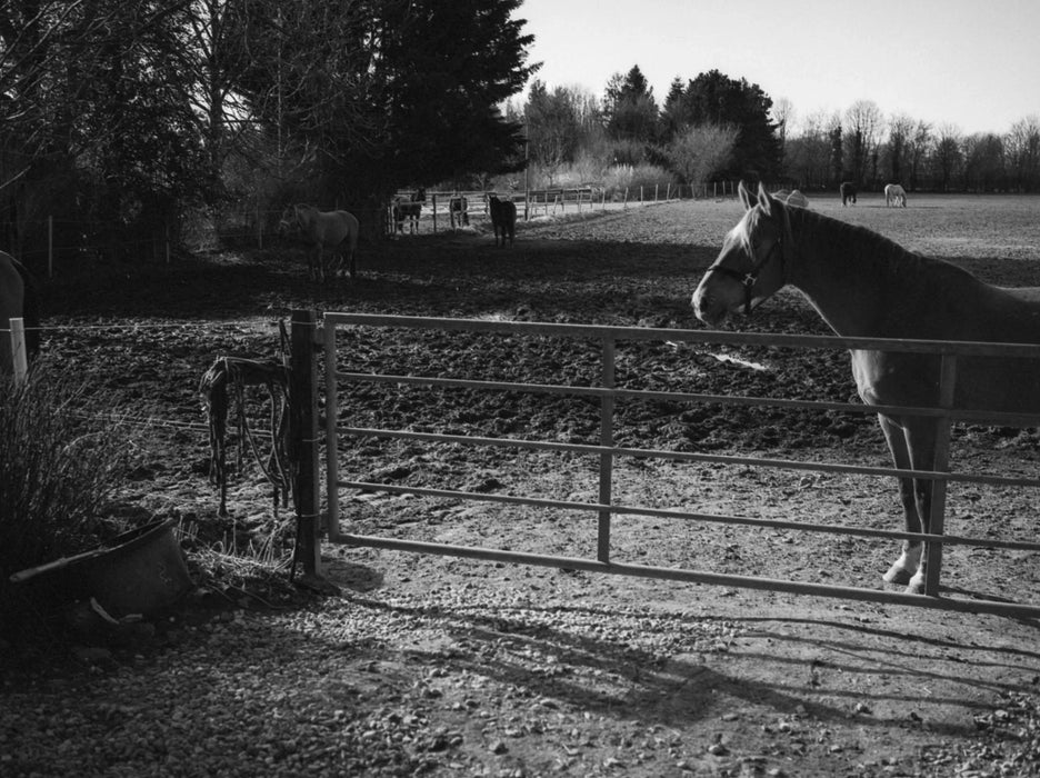 Lucky Luckypan SHD 400 Black & White Negative Film - 120 Roll Film